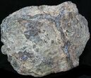 Huge Sparkling Dugway Geode - Exceptional Example #33196-5